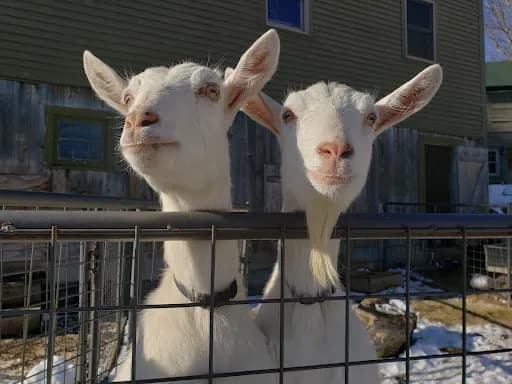 Jenness Farm - Goat Yoga in NH 03290, New Hampshire
