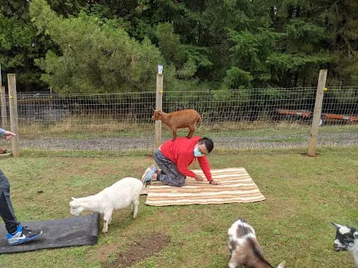 Portland Goat Parties - Goat Yoga in Hillsboro, Oregon