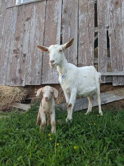 Purple Goat Gardens - Goat Yoga in Austinburg, Ohio