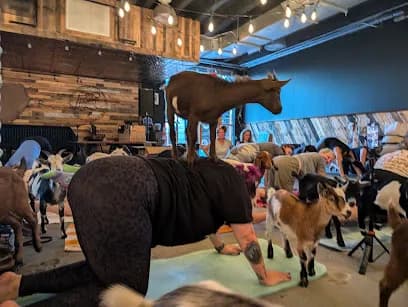 Zen Hooves - Goat Yoga in undefined, North Carolina
